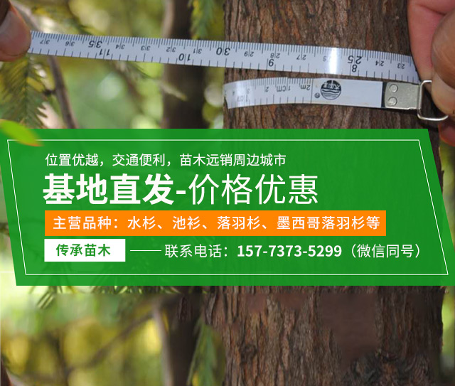 南县传承苗木种植专业合作社_益阳水杉|池衫|落羽杉|墨西哥落羽杉|苗木销售