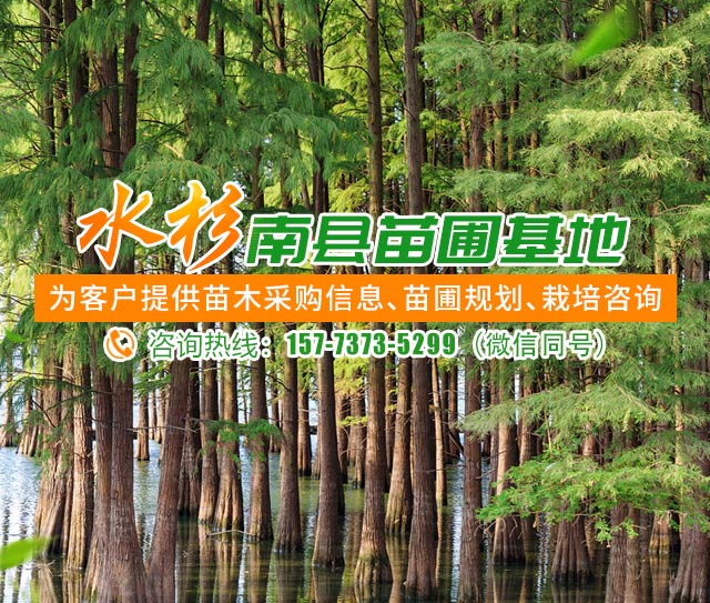 南县传承苗木种植专业合作社_益阳水杉|池衫|落羽杉|墨西哥落羽杉|苗木销售