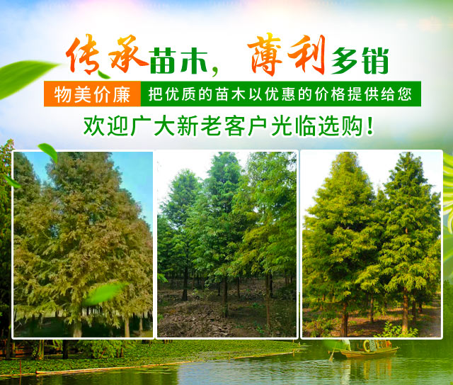 南县传承苗木种植专业合作社_益阳水杉|池衫|落羽杉|墨西哥落羽杉|苗木销售